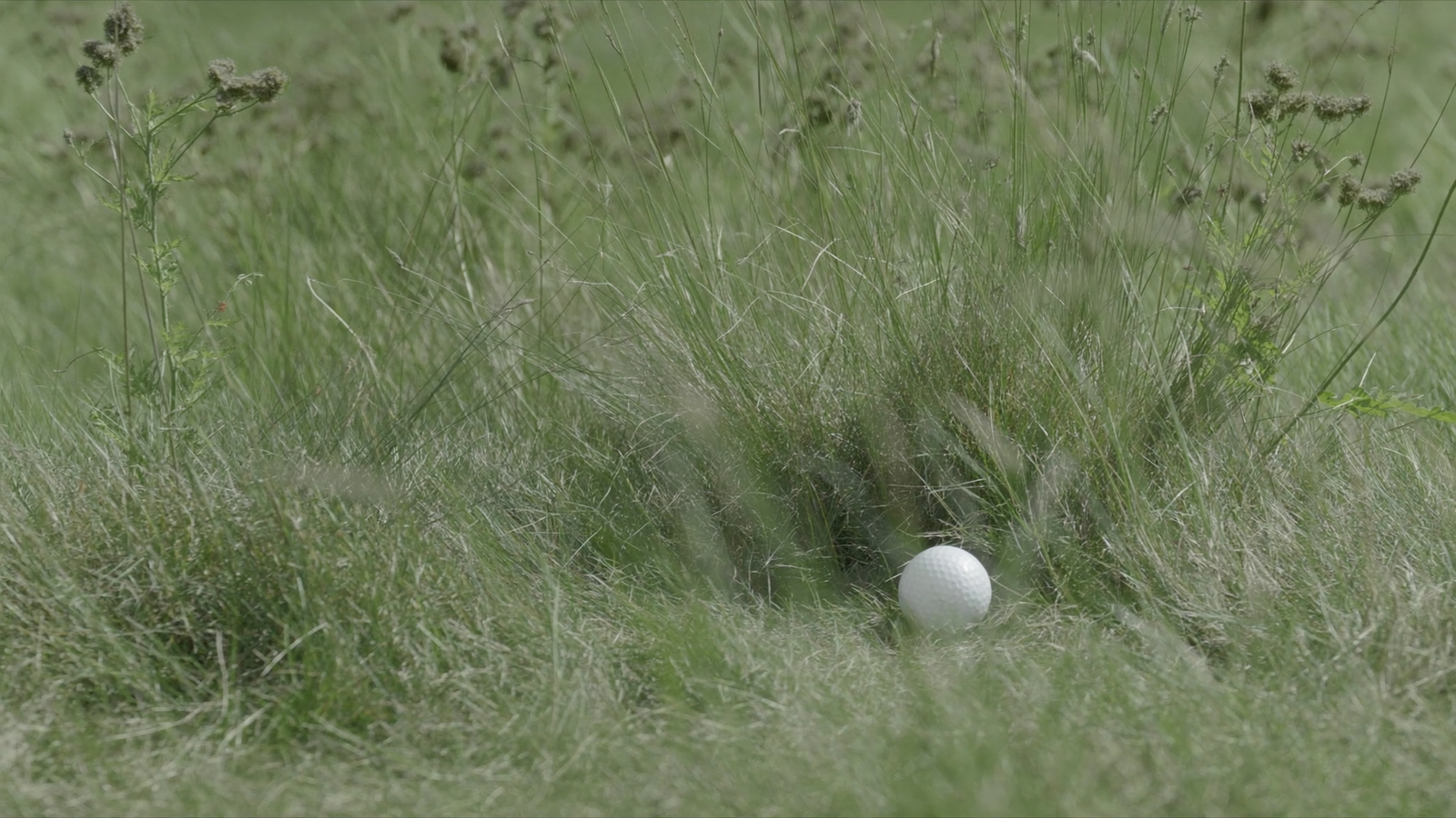 Golfball verloren: Was Sie wirklich tun müssen (Regel erklärt)